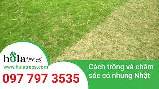 Cách trồng và chăm sóc cỏ nhung Nhật -  Nhà vườn Hula Trees 097 797 3535