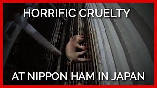 PETA Asia Exposes Horrific Cruelty to Pigs at Nippon Ham in Japan