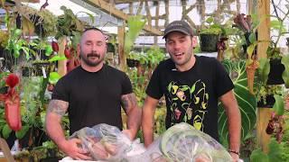 Exotica Plants Import Nov 2019 - Redleaf Exotics