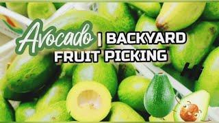 #avocado #fruits AVOCADO BACKYARD FRUIT PICKING | @yansablog