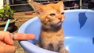 20 minutes of adorable cats and kittens videos to keep you smiling 