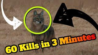 60 Predator Hunting Kills in 3 Minutes!!! EPIC predator hunting montage!
