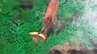 Watet scorpion information / feeding