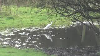 Little Egret, Rochdale Canal, Greater Manchester