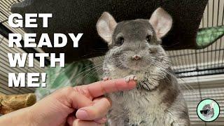 Linus the Chinchilla's Daily Routine