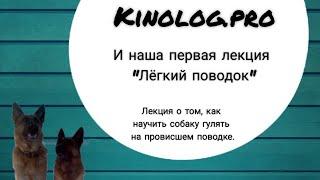 Онлайн школа Kinolog.pro и наша первая лекция о том как научить собаку не тянуть поводок.