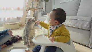 Kitties met a baby for the first time! (ENG SUB)