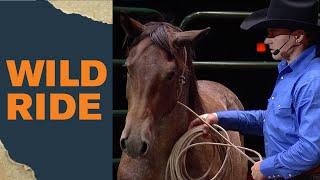 Training a Wild Horse in an Hour LIVE