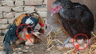 The hen is laying eggs || And the hen is roaming with the rooster