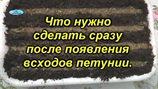 Появились всходы петунии? Срочно делаем ТАК!