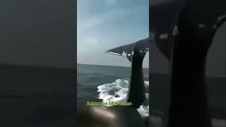 The moment a blue whale attacks a fishing boat live video march 2022