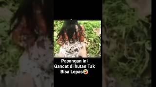 Pasangan ini Gancet Akhibat Berbuat Mesum Di Hutan...  #vídeoviral,