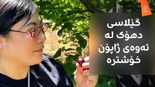 کاردانەوەی ژنێکی ژاپۆنی ببینە کاتێک گێلاسی دهۆک تاقی دەکاتەوە. دەڵێت، لە گێلاسی ژاپۆن خۆشترە