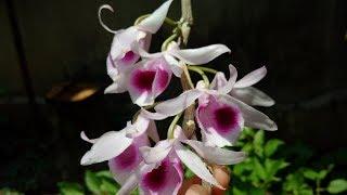 HẾT HÀNG/Giả hạc Rừng Gia Lai [Duy Phong Orchid]