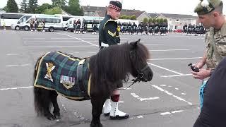 Corporal Cruachan IV - Mascot of The Royal Regiment of Scotland