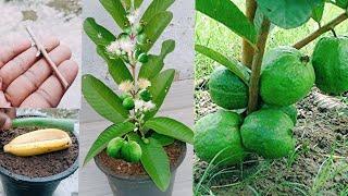 How to grow guava trees from guava leaves with aloe vera 100% Success