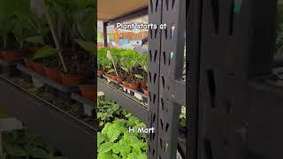 H Mart plant starts #2025 #cucumber #pepper #koreanperilla #wintersquash