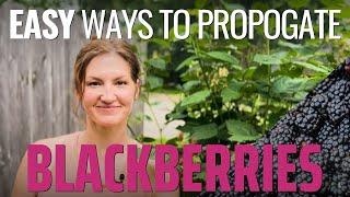 Turn One Blackberry Plant into Many! - Easy Ways to Propagate Blackberries