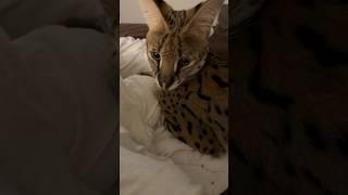 Serval Cat on the Bed #serval #cat #servals #shorts