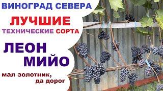 Виноград Леон мийо в северном Подмосковье или болезням не подвержен, но осами любим