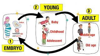 Human Life Cycle