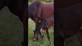 Morgan filly two days old #equestrian #horse #filly