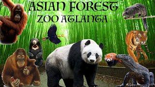 Uncaged Zoo Tours: Asian Forest | Zoo Atlanta Ft. Giant Pandas #uncagedzootours