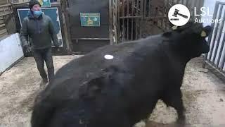LSL Auction - Beef Cow weighing 80KGs. Lot 868 at Tullamore Mart sold for €1790 - LSLAuctions.com