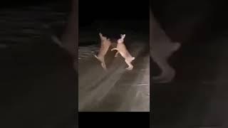 Драка двух зайцев