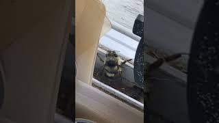 The Dancing Bee  #shorts #funny #youtubeshorts #viral