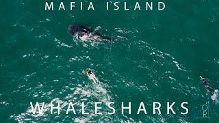 Now or Never: Snorkeling with Whale Sharks in Mafia Island, Tanzania