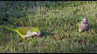 Quaker Parakeets & Burrowing Owls 