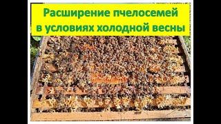 Расширение пчелосемей в условиях холодной весны