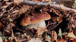 The beauty of porcini mushrooms - October 2023