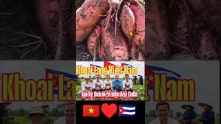  Khoai Lang Việt Trên Đất Cuba – Biểu Tượng Mới Của Tình Hữu Nghị!
