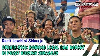 UPDATE STOK BURUNG LOKAL DAN IMPORT DI PUSAT BURUNG SIDOARJO