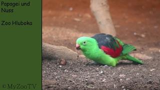 parrot and nut - zoo hluboka