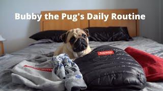 Bubby the Pug's Daily Routine