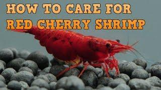 HOW TO CARE FOR CHERRY SHRIMP EASILY