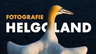 Vogelfotografie auf Helgoland