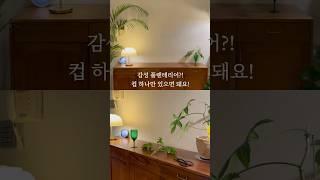 컵 하나로 감성플랜테리어 완성 #플랜테리어  #plants #식물 #인테리어