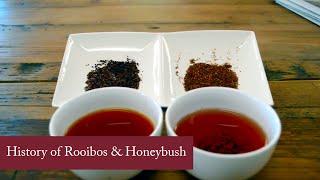 History of Rooibos & Honeybush