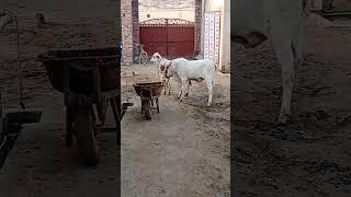 Usman Akbar #celebration #cow #nature #trending