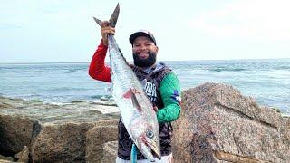 Land Based Jetty Kingfish! CATCH and COOK/ Species Facts