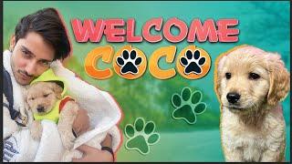 My first pet COCO |PURAV JHA