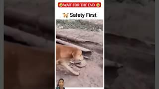 "Dog  : Safety first,sorry for getting late " #shorts #funny #popular #viralvideo #dogs #pets