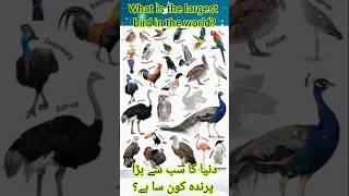 What is the largest bird in the world?