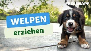 Welpenerziehung – so klappt es vom ersten Tag an