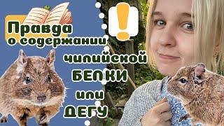 20 вещей, которые надо знать о ДЕГУ, прежде чем завести. Чилийская БЕЛКА.