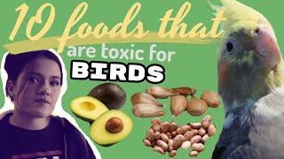 10 food that are toxic for birds